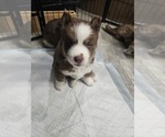 Puppy Thor Siberian Husky