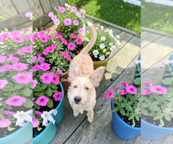 Medium Photo #2 Texas Heeler-Unknown Mix Puppy For Sale in McKinney, TX, USA