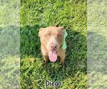 Small American Pit Bull Terrier Mix