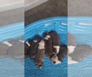 American Staffordshire Terrier Puppy for sale in AUSTELL, GA, USA
