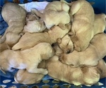 Small Photo #2 Goldendoodle Puppy For Sale in FRANKLIN, VA, USA