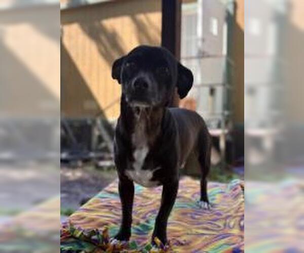 Medium Photo #5 Mutt Puppy For Sale in Parlier, CA, USA