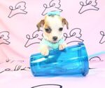 Small Photo #24 Chihuahua Puppy For Sale in LAS VEGAS, NV, USA