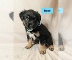Small Photo #5 Australian Shepherd-Miniature Australian Shepherd Mix Puppy For Sale in MODESTO, CA, USA