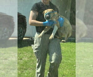 Australian Shepherd-Unknown Mix Dogs for adoption in Oklahoma City, OK, USA
