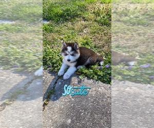 Alaskan Husky Puppy for sale in RICHMOND, VA, USA