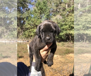 Mastiff Puppy for sale in BRANTLEY, AL, USA