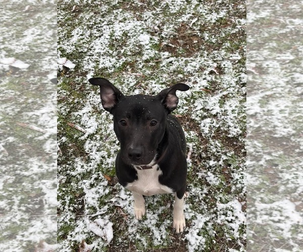 Medium Photo #7 Mutt Puppy For Sale in Holly Springs, NC, USA