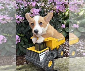 Pembroke Welsh Corgi Puppy for sale in MIDDLEBURY, IN, USA