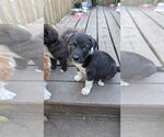 Small Photo #3 Great Pyrenees-Unknown Mix Puppy For Sale in Brooklyn Center, MN, USA