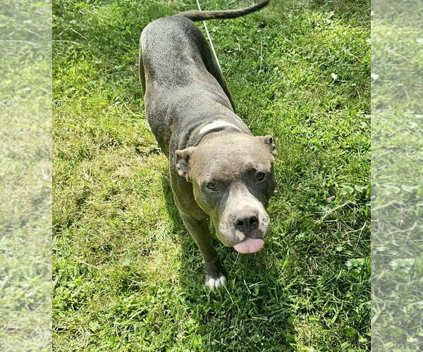 Medium Photo #16 American Pit Bull Terrier Puppy For Sale in GILBERTS, IL, USA