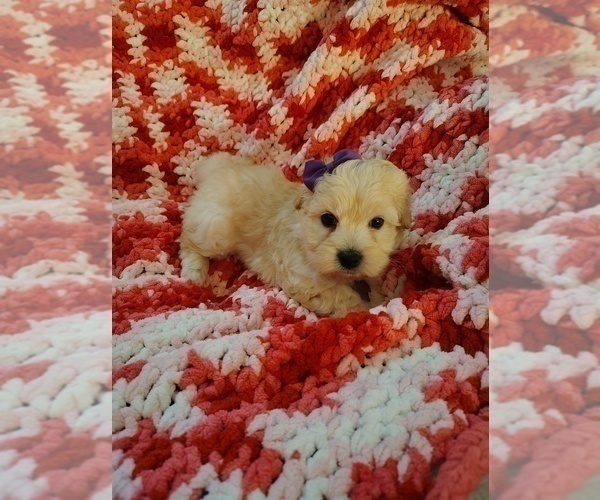 Medium Photo #8 Maltipoo (Miniature) Puppy For Sale in SAN ANTONIO, TX, USA