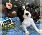Small #1 Cavalier King Charles Spaniel