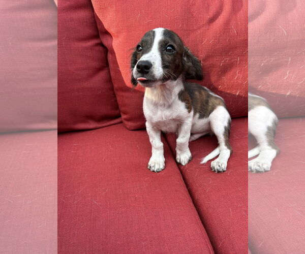 Medium Photo #2 Dachshund-Unknown Mix Puppy For Sale in Duluth, MN, USA