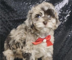 Schnoodle (Miniature) Litter for sale in WARSAW, IN, USA
