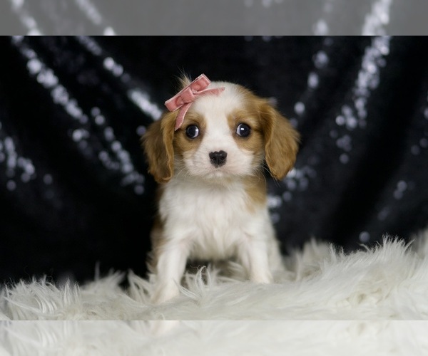 Medium Photo #5 Cavalier King Charles Spaniel Puppy For Sale in WARSAW, IN, USA