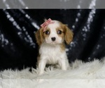 Small #4 Cavalier King Charles Spaniel