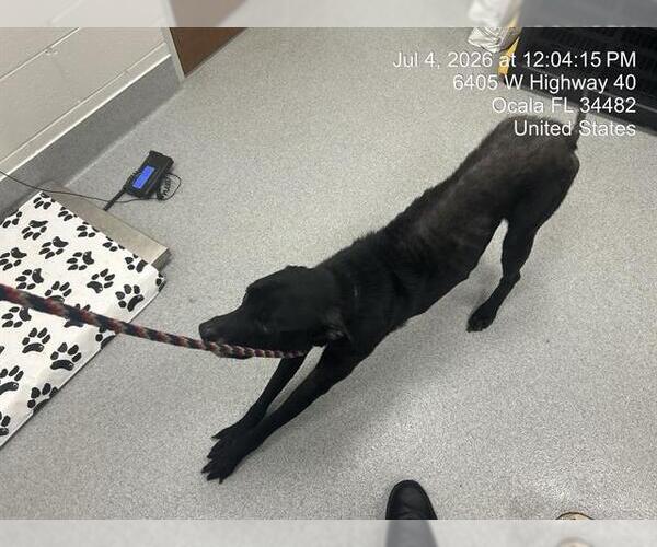 Medium Photo #1 Labrador Retriever Puppy For Sale in Ocala, FL, USA