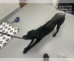 Small Labrador Retriever