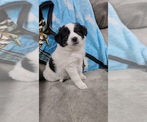 Border-Aussie Puppy for sale in VESTABURG, MI, USA