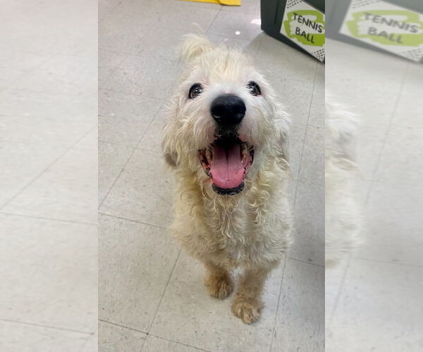 Medium Photo #3 Mutt Puppy For Sale in Bryant, AR, USA