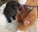 Small Photo #16 Cane Corso Puppy For Sale in MOORESVILLE, NC, USA