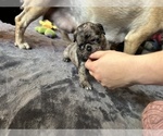 Small Photo #7 Pug Puppy For Sale in BLOOMINGTON, IL, USA