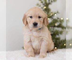 Golden Retriever Puppy for sale in NEWPORT, PA, USA