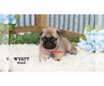 Small #14 Pug