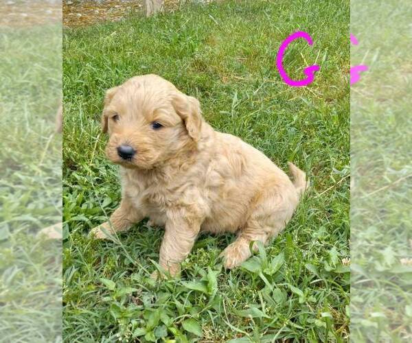 Medium Photo #1 Goldendoodle Puppy For Sale in LAWRENCEBURG, TN, USA