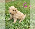 Small Photo #1 Goldendoodle Puppy For Sale in LAWRENCEBURG, TN, USA