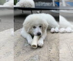 Small #10 Great Pyrenees