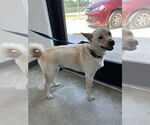Small #5 Shiba Inu Mix