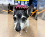 Small #11 Chihuahua Mix