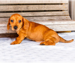 Small Photo #47 Dachshund Puppy For Sale in WAKARUSA, IN, USA