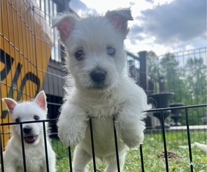 West Highland White Terrier Puppy for sale in HAWESVILLE, KY, USA