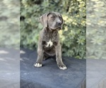 Puppy Puppy 4 Cane Corso
