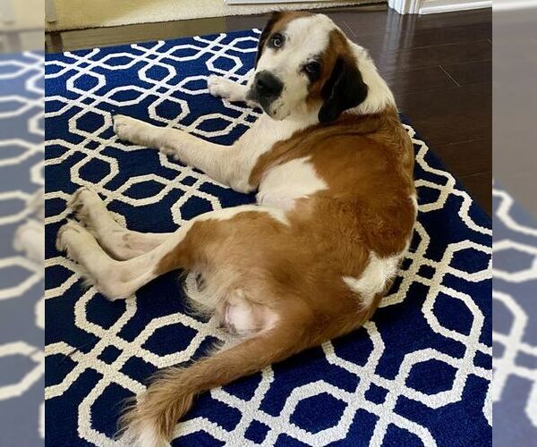Medium Photo #1 Saint Bernard Puppy For Sale in Tabernash, CO, USA