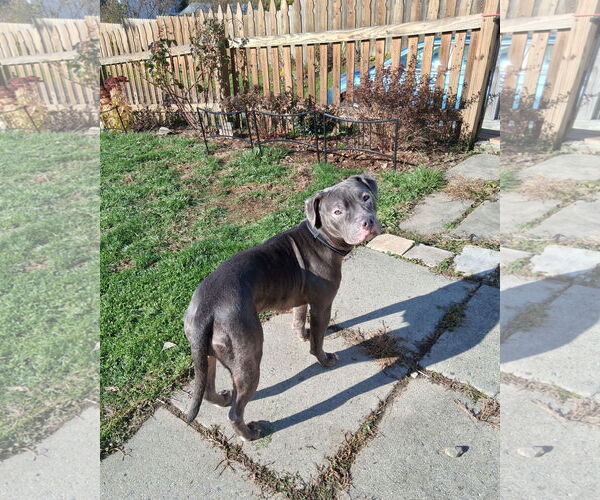 Medium Photo #3 Mutt Puppy For Sale in Binghamton, NY, USA