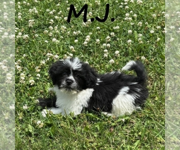 Medium Photo #2 Shih-Poo Puppy For Sale in HARTLAND, MN, USA