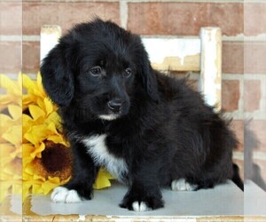 Pembroke Welsh Corgi-Poodle (Toy) Mix Puppy for sale in EPHRATA, PA, USA