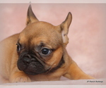 Small Photo #29 French Bulldog Puppy For Sale in WINNSBORO, TX, USA