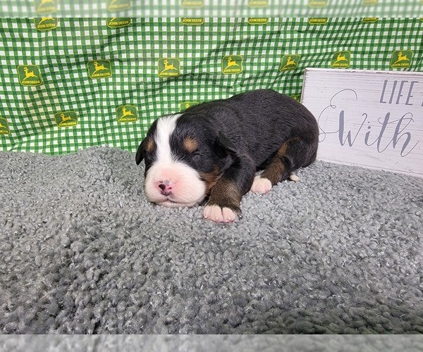 Medium Photo #17 Bernese Mountain Dog Puppy For Sale in BLACK FOREST, CO, USA
