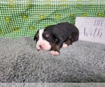 Small #7 Bernese Mountain Dog