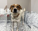 Small #3 American Foxhound Mix