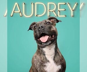 Mutt Dogs for adoption in Rockville, MD, USA