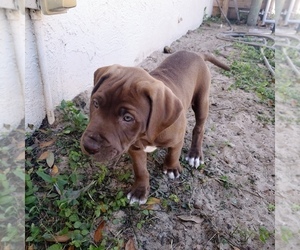 Puppy for sale in LAKELAND, FL, USA