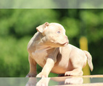 Small Photo #4 American Bully Puppy For Sale in MOUNT OLIVE, AL, USA