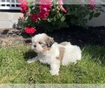 Small #2 Shih Tzu