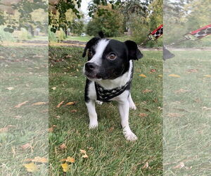 Chiweenie Dogs for adoption in St. Louis Park, MN, USA